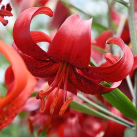 Crini Imperiali Parfumati "Red Velvet" Bulbi