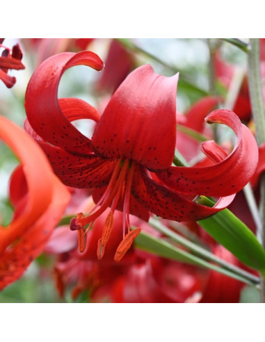 Crini Imperiali Parfumati "Red Velvet" Bulbi