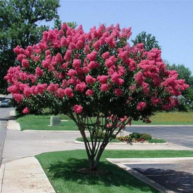Liliac Indian "Lagerstroemia Eveline" Ghiveci 5L