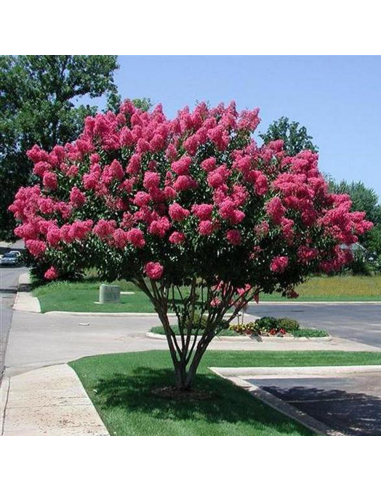 Liliac Indian "Lagerstroemia Eveline" Ghiveci 5L