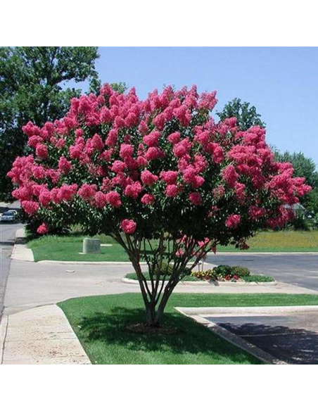 Liliac Indian "Lagerstroemia Eveline" Ghiveci 5L