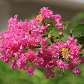 Liliac Indian "Lagerstroemia Eveline" Ghiveci 5L 2