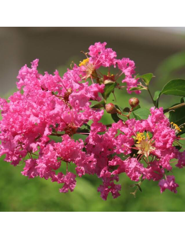 Liliac Indian "Lagerstroemia Eveline" Ghiveci 5L