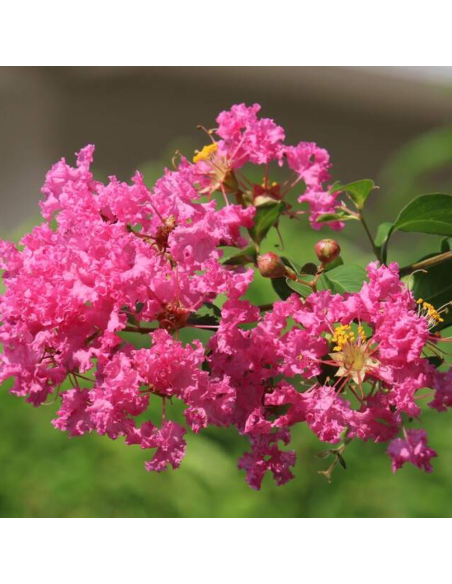 Liliac Indian "Lagerstroemia Eveline" Ghiveci 5L