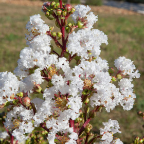 Liliac Indian "Lagerstroemia With Love Virgin" - Ghiveci 5L 2