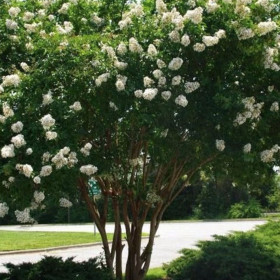 Liliac Indian "Lagerstroemia With Love Virgin" - Ghiveci 5L