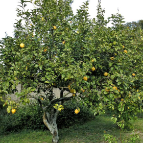 Lamai - Citrus Limon - Ghiveci 110L