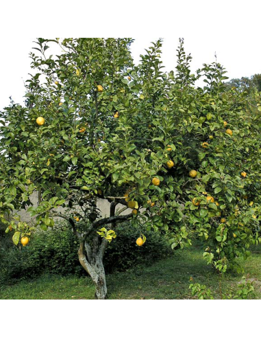 Lamai - Citrus Limon - Ghiveci 110L