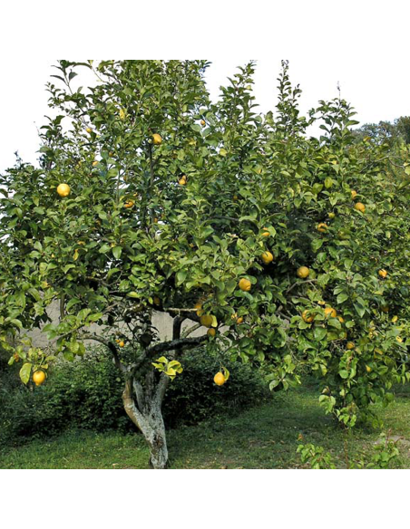 Lamai - Citrus Limon - Ghiveci 110L