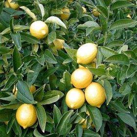 Lamai - Citrus Limon - Ghiveci 110L 2