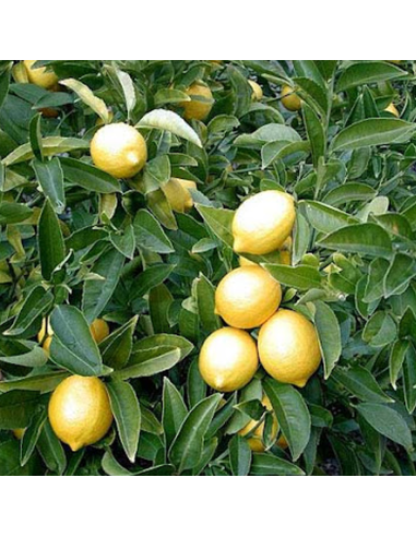 Lamai - Citrus Limon - Ghiveci 110L