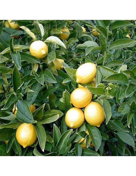 Lamai - Citrus Limon - Ghiveci 110L