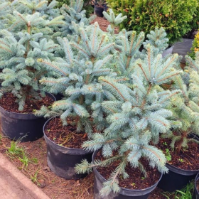 Molid Argintiu - Picea Pungens "Super Blue" - Ghiveci 2.5 L