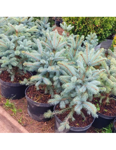 Molid Argintiu - Picea Pungens "Super Blue" - Ghiveci 2.5 L