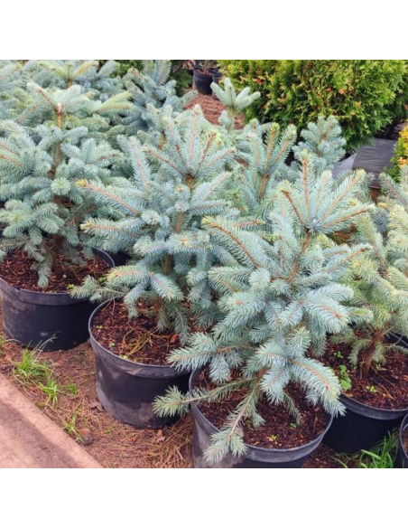 Molid Argintiu - Picea Pungens "Super Blue" - Ghiveci 2.5 L