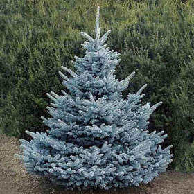 Molid Argintiu - Picea Pungens "Super Blue" - Ghiveci 2.5 L 2