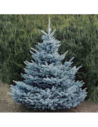Molid Argintiu - Picea Pungens "Super Blue" - Ghiveci 2.5 L