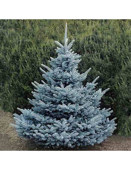 Molid Argintiu - Picea Pungens "Super Blue" - Ghiveci 2.5 L