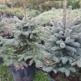 Molid Argintiu - Picea Pungens "Super Blue" - Ghiveci 3 L