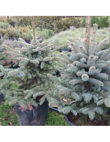 Molid Argintiu - Picea Pungens "Super Blue" - Ghiveci 3 L