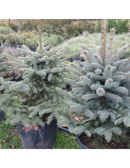 Molid Argintiu - Picea Pungens "Super Blue" - Ghiveci 3 L