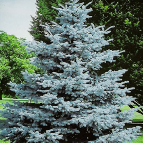 Molid Argintiu - Picea Pungens "Super Blue" - Ghiveci 3 L 2