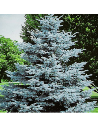 Molid Argintiu - Picea Pungens "Super Blue" - Ghiveci 3 L