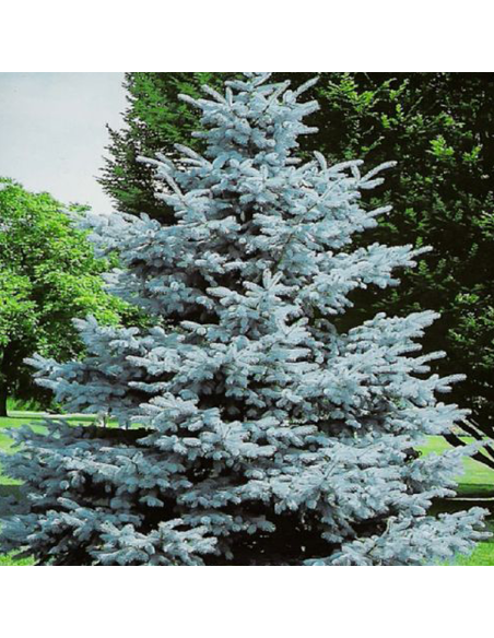 Molid Argintiu - Picea Pungens "Super Blue" - Ghiveci 3 L