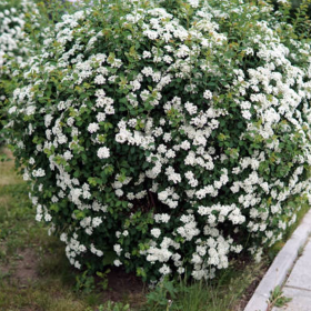 Iasomie Alba Parfumata "Solanum" - Ghiveci P15
