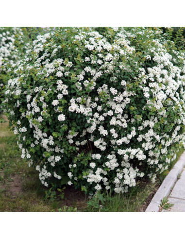 Iasomie Alba Parfumata "Solanum" - Ghiveci P15