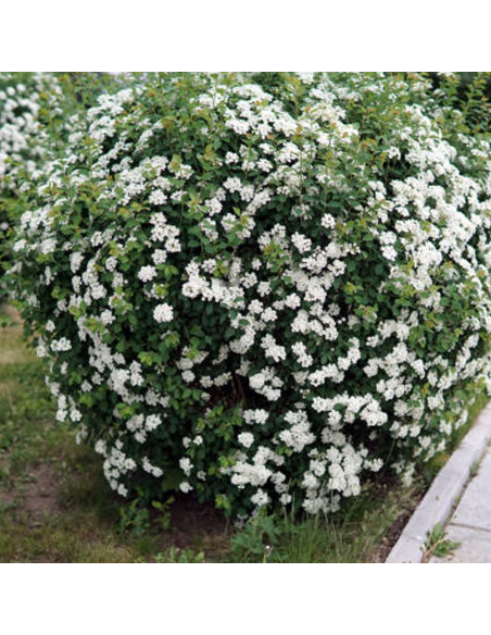 Iasomie Alba Parfumata "Solanum" - Ghiveci P15
