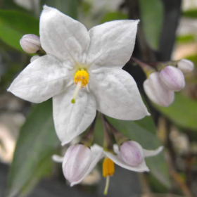 Iasomie Alba Parfumata "Solanum" - Ghiveci P15 2