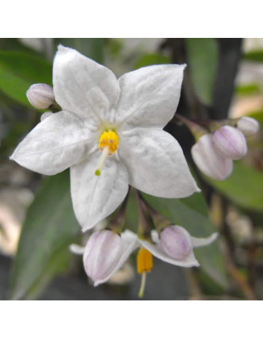 Iasomie Alba Parfumata "Solanum" - Ghiveci P15