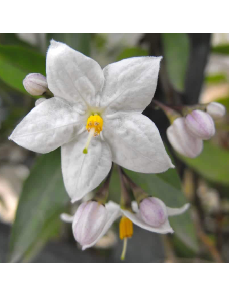 Iasomie Alba Parfumata "Solanum" - Ghiveci P15