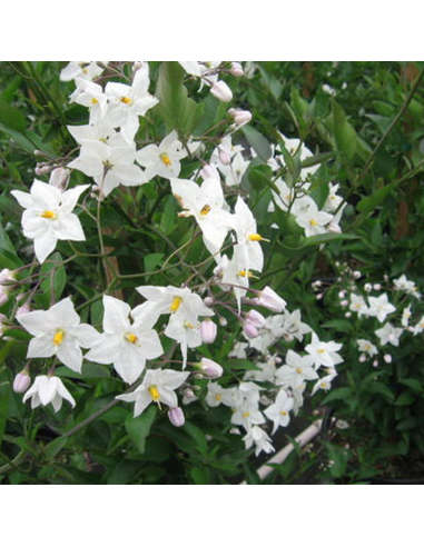 Iasomie Alba Parfumata "Solanum" - Ghiveci P15