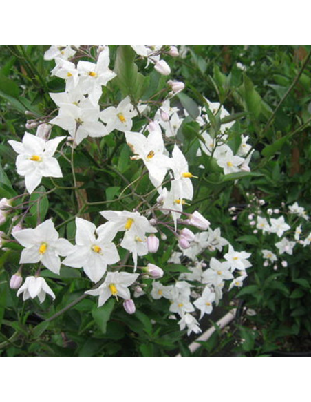 Iasomie Alba Parfumata "Solanum" - Ghiveci P15