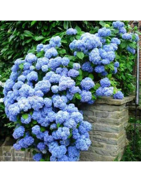 Hortensia Macrophylla „Let's Dance Blue” 2L (40-50 cm)