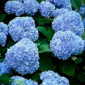 Hortensia Macrophylla „Let's Dance Blue” 2L (40-50 cm) 2