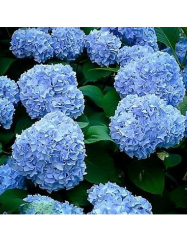 Hortensia Macrophylla „Let's Dance Blue” 2L (40-50 cm)