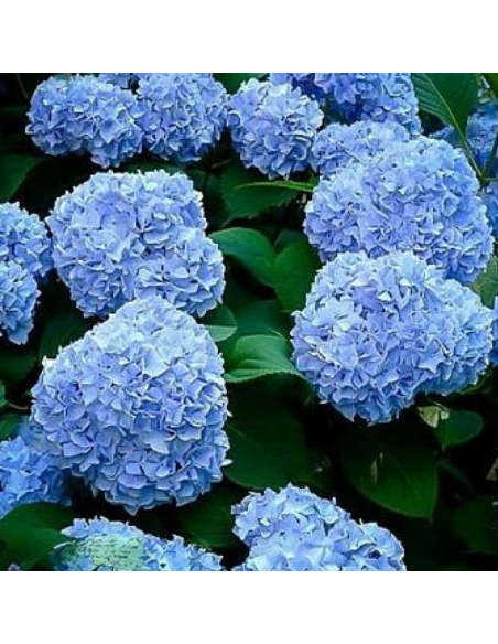 Hortensia Macrophylla „Let's Dance Blue” 2L (40-50 cm)