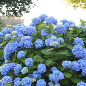 Hortensia Macrophylla „Blue Summer” 2L (40-50 cm)