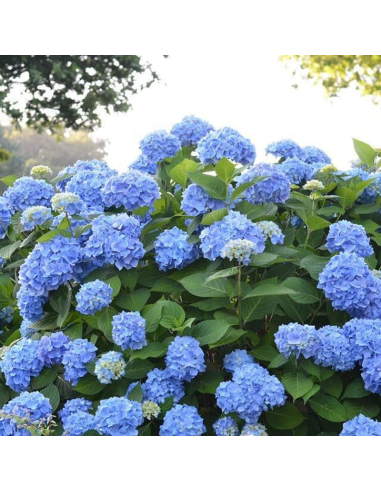 Hortensia Macrophylla „Blue Summer” 2L (40-50 cm)