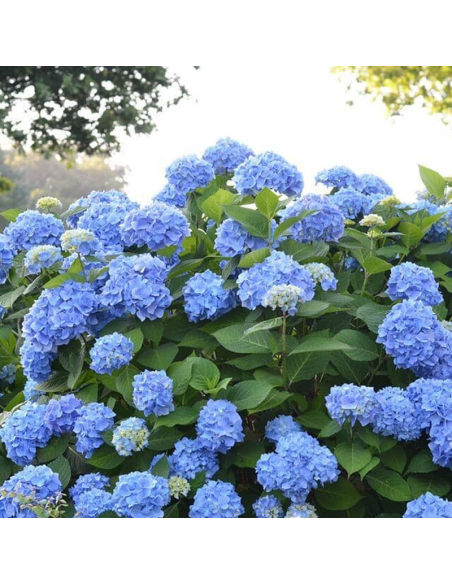 Hortensia Macrophylla „Blue Summer” 2L (40-50 cm)