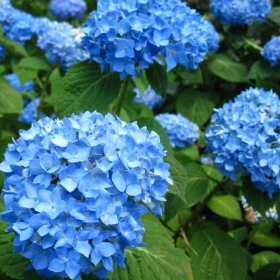 Hortensia Macrophylla „Blue Summer” 2L (40-50 cm) 2