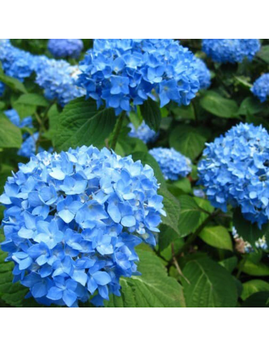 Hortensia Macrophylla „Blue Summer” 2L (40-50 cm)