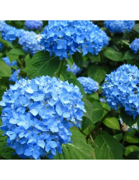Hortensia Macrophylla „Blue Summer” 2L (40-50 cm)