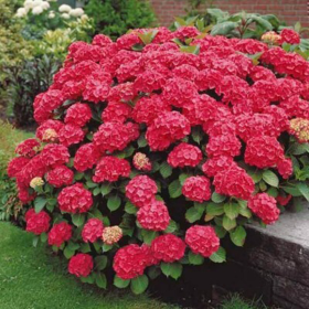 Hortensia Macrophylla „Red Sensation” 2L (40-50 cm)
