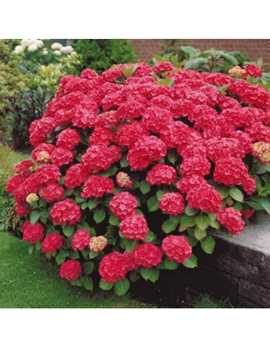 Hortensia Macrophylla „Red Sensation” 2L (40-50 cm)