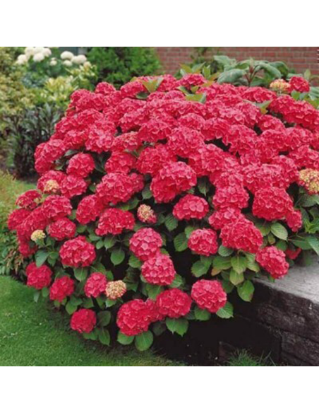 Hortensia Macrophylla „Red Sensation” 2L (40-50 cm)
