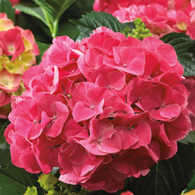 Hortensia Macrophylla „Red Sensation” 2L (40-50 cm) 2